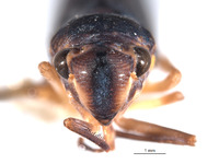 Tettigellita funesta image