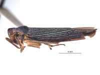 Tettigellita funesta image