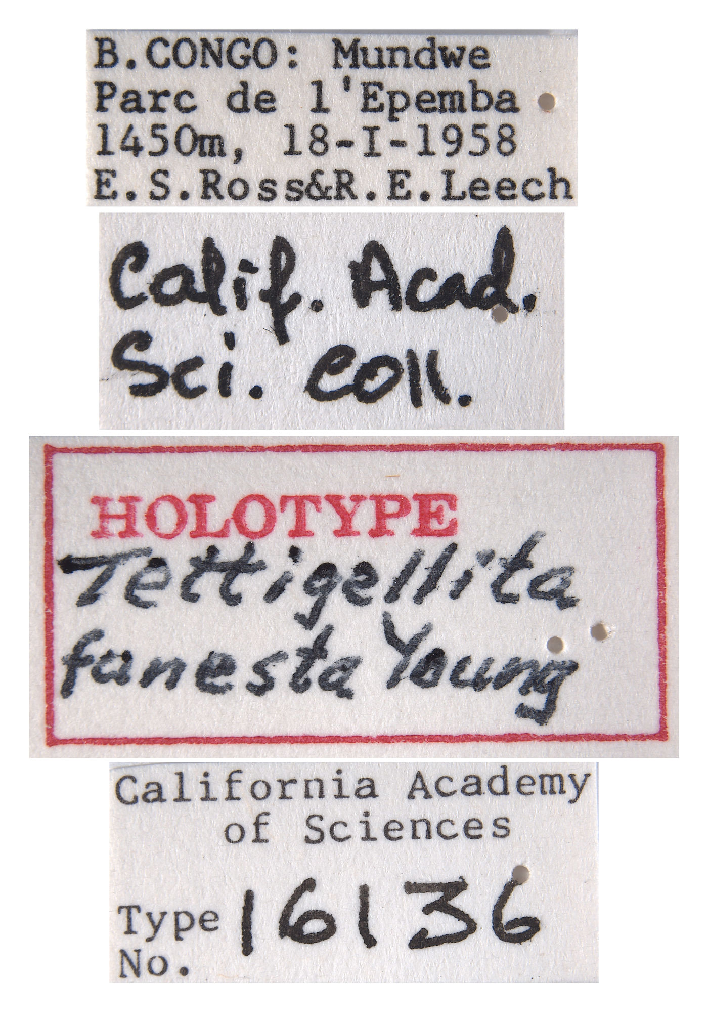 Tettigellita funesta image