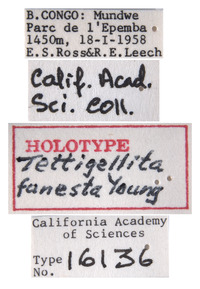 Tettigellita funesta image