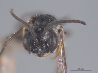 Diodontus boharti image