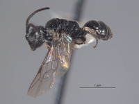 Diodontus boharti image