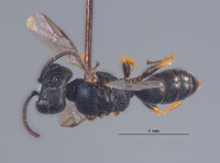 Diodontus retiolus image