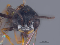 Diodontus retiolus image