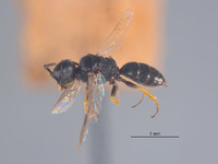 Diodontus retiolus image