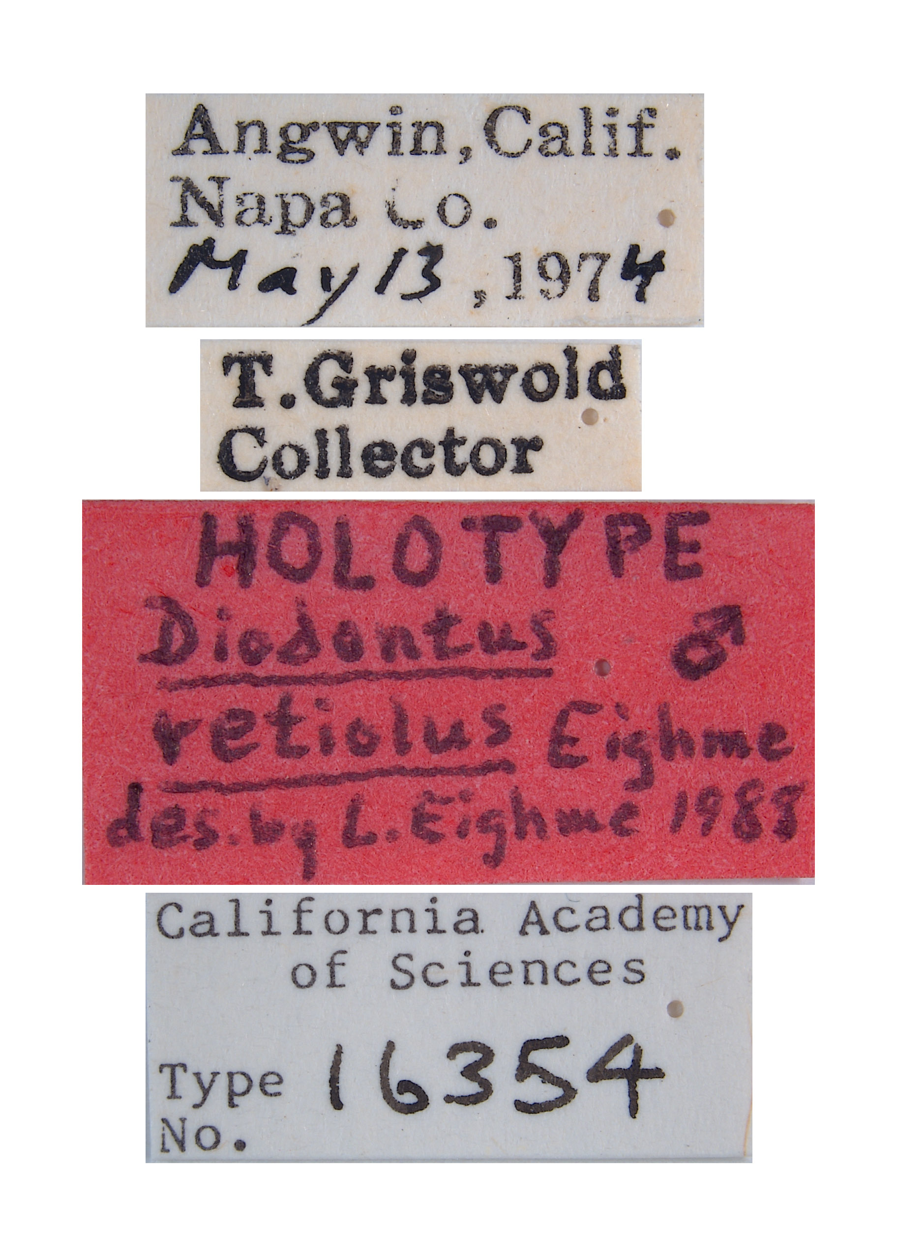 Diodontus retiolus image