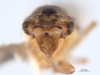 Anatkina galgala image