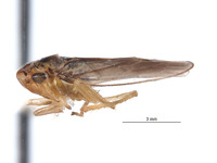 Anatkina galgala image