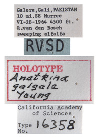 Anatkina galgala image