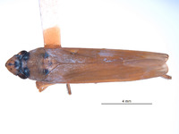 Malissiana varia image