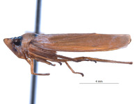 Malissiana varia image