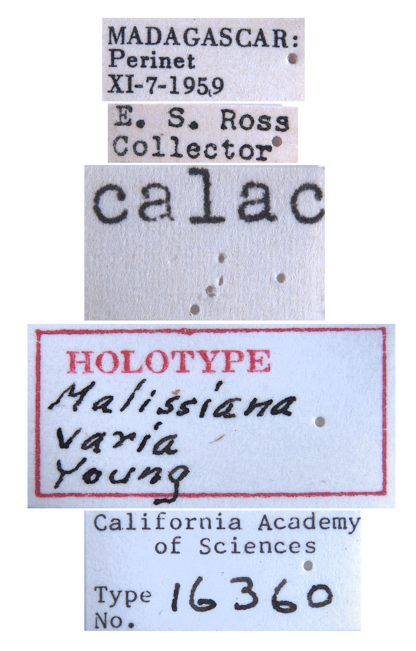 Malissiana varia image