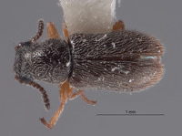 Image of Pristoscelis schlingeri