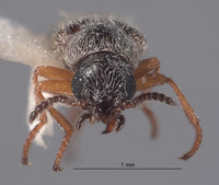 Pristoscelis schlingeri image