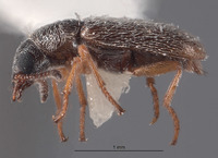 Pristoscelis schlingeri image