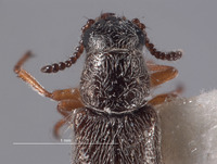 Pristoscelis schlingeri image