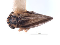 Austroagallia meruensis image