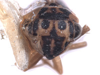 Austroagallia meruensis image