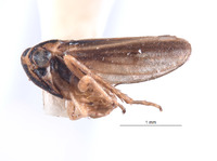 Austroagallia meruensis image