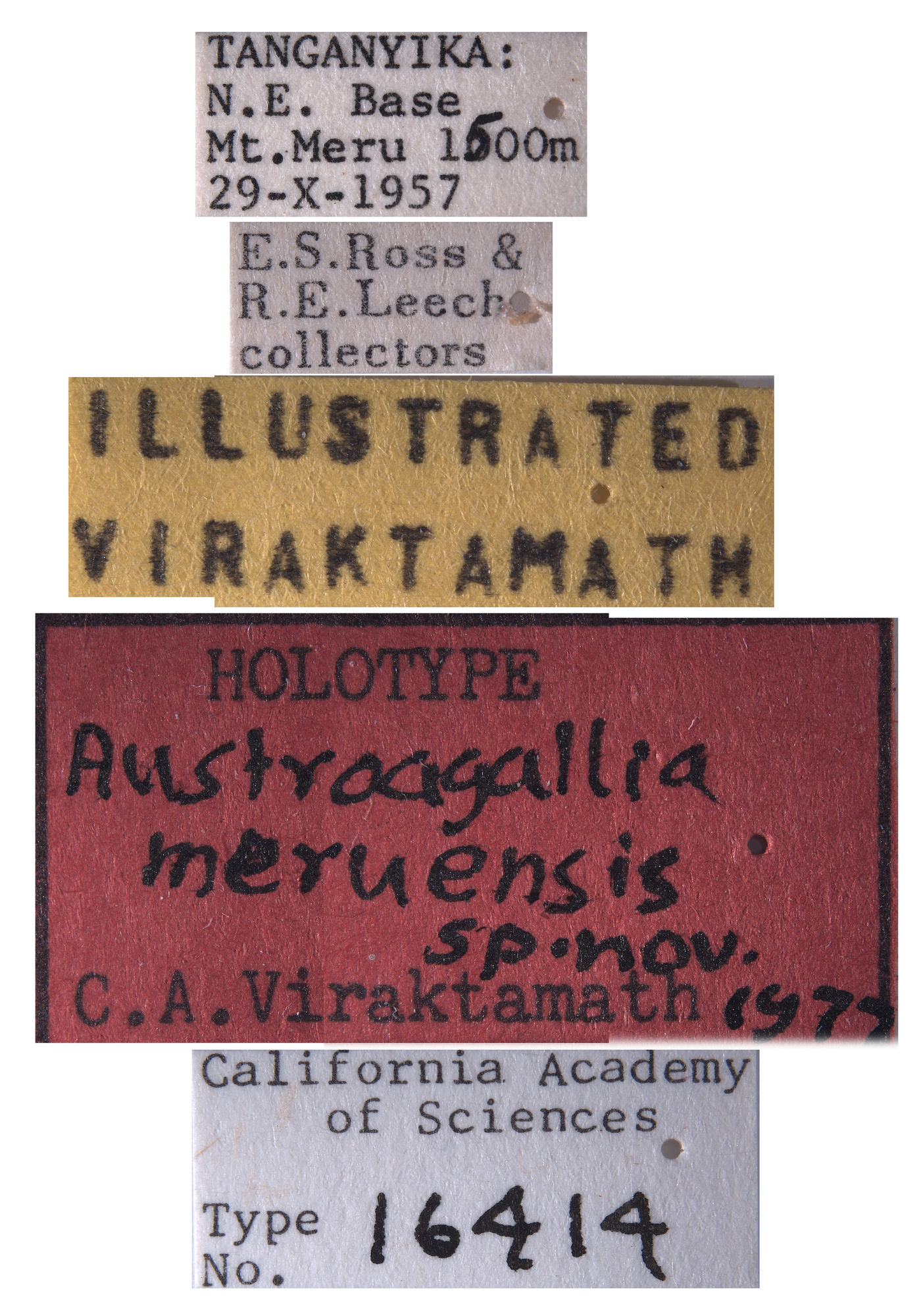Austroagallia meruensis image