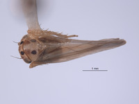 Austroagallia nambaensis image