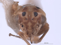 Austroagallia nambaensis image