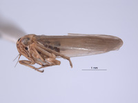 Austroagallia nambaensis image