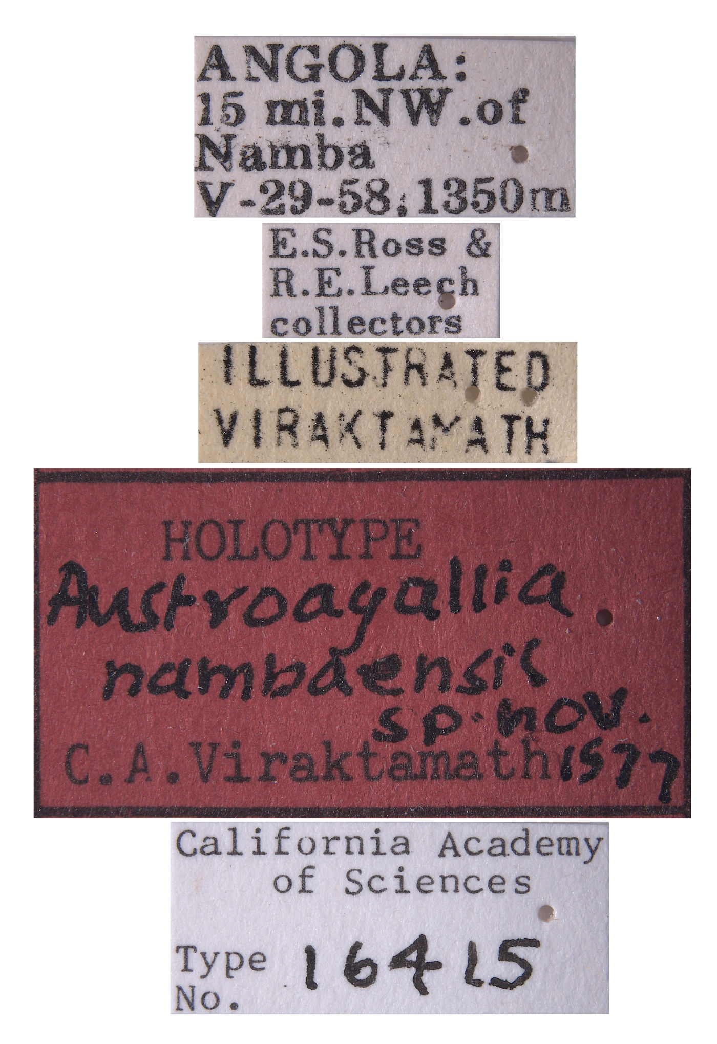 Austroagallia nambaensis image