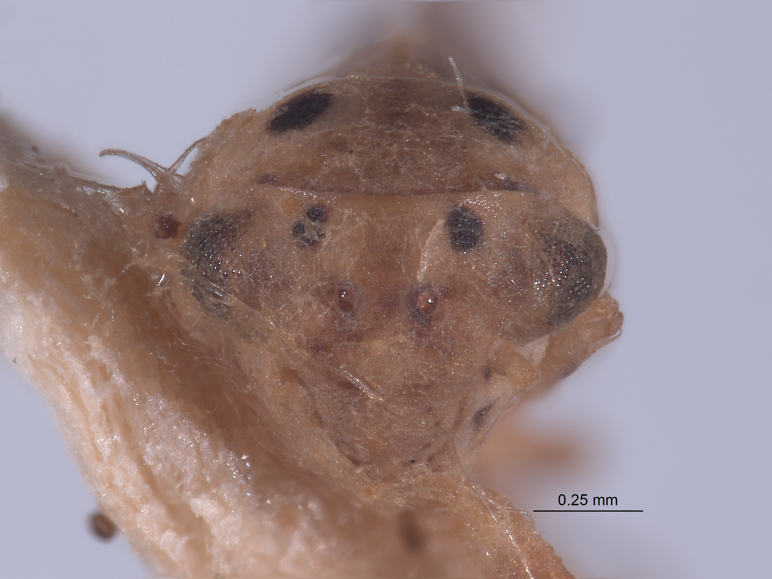 Austroagallia prachuabensis image