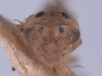 Austroagallia prachuabensis image