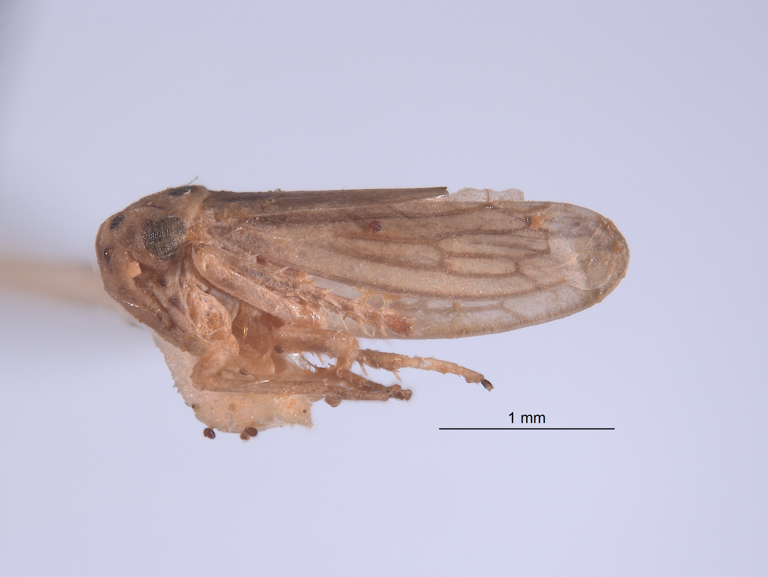 Austroagallia prachuabensis image