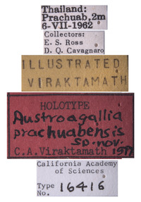 Austroagallia prachuabensis image