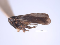 Japanagallia nepalensis image