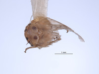 Rossagallia platipennis image