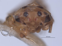 Rossagallia platipennis image