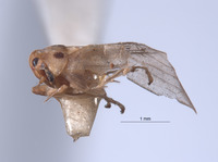 Rossagallia platipennis image