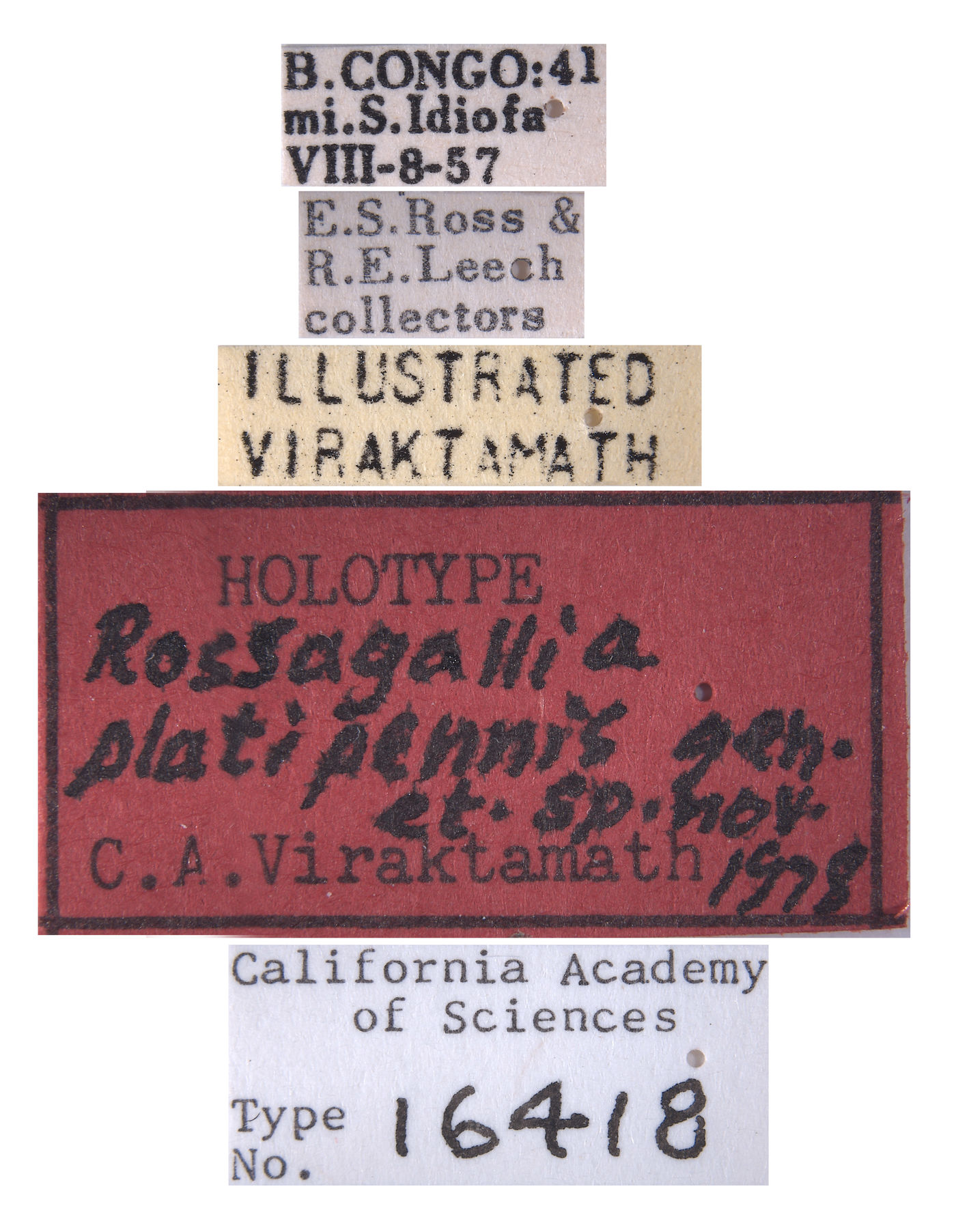 Rossagallia platipennis image