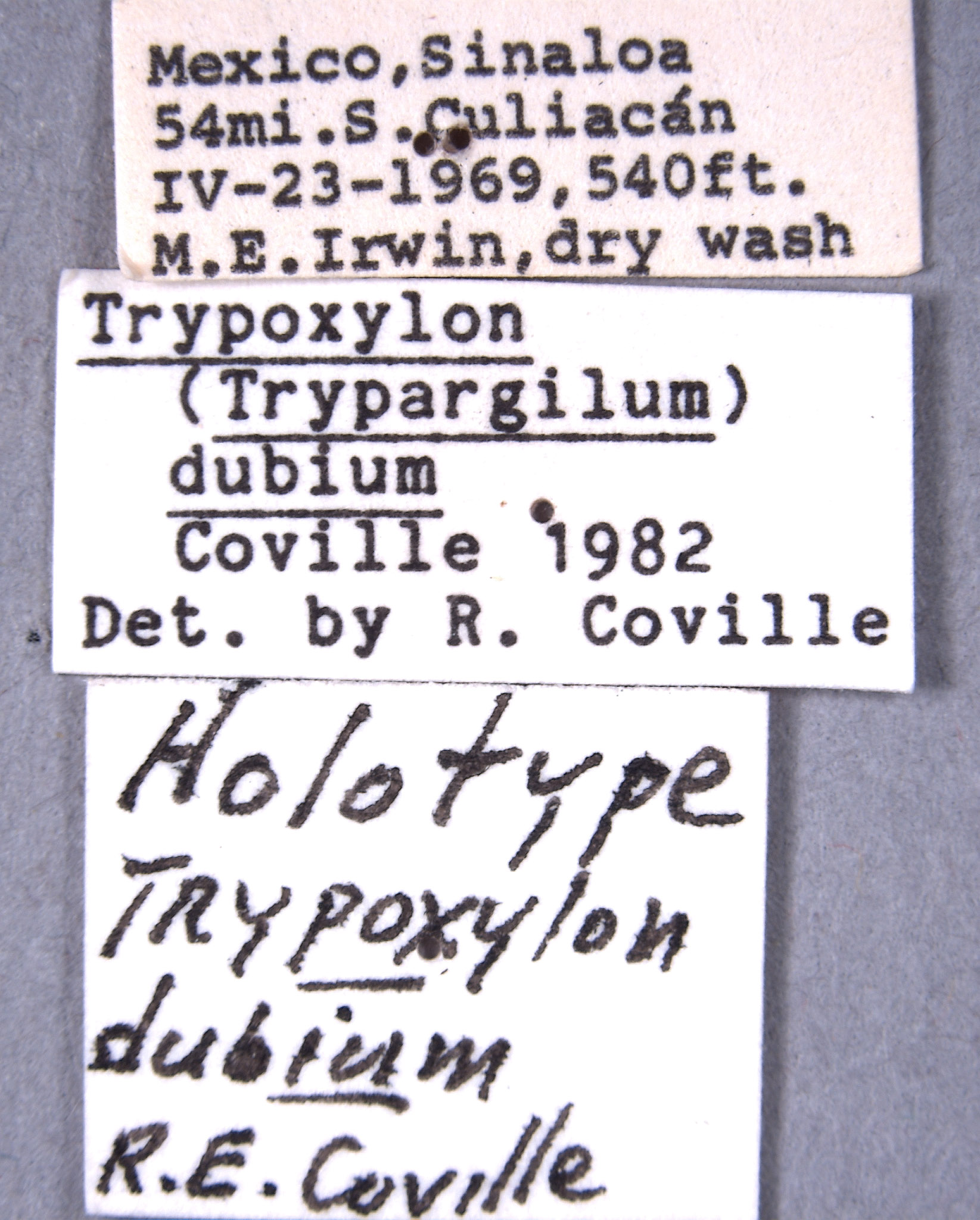 Trypoxylon dubium image
