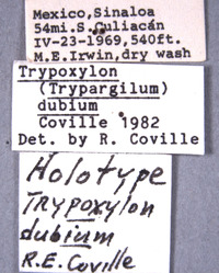 Trypoxylon image