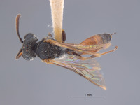 Mimesa gabrielis image