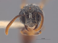 Mimesa gabrielis image