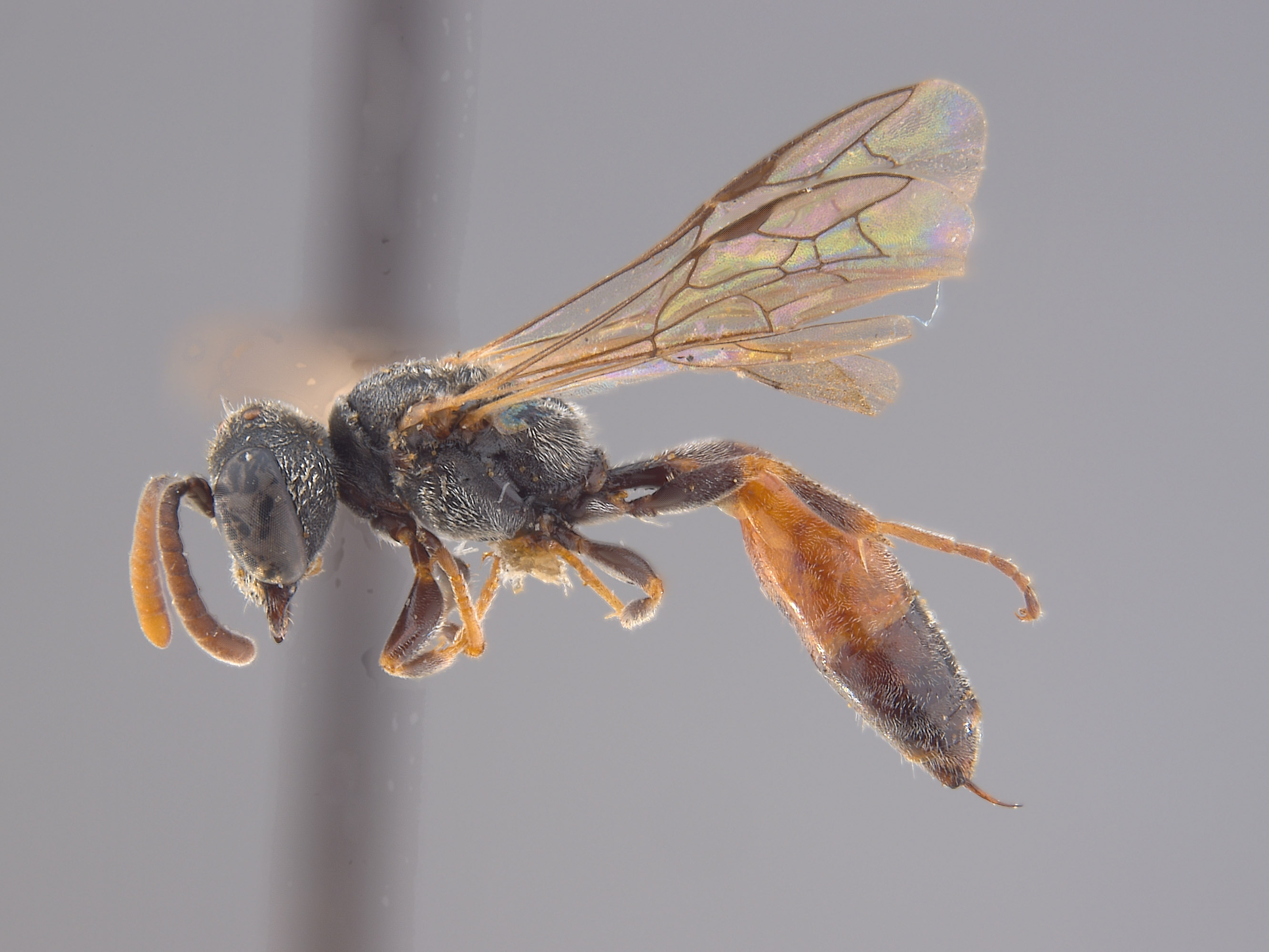 Mimesa gabrielis image