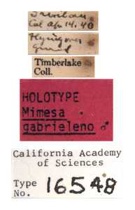 Mimesa gabrielis image