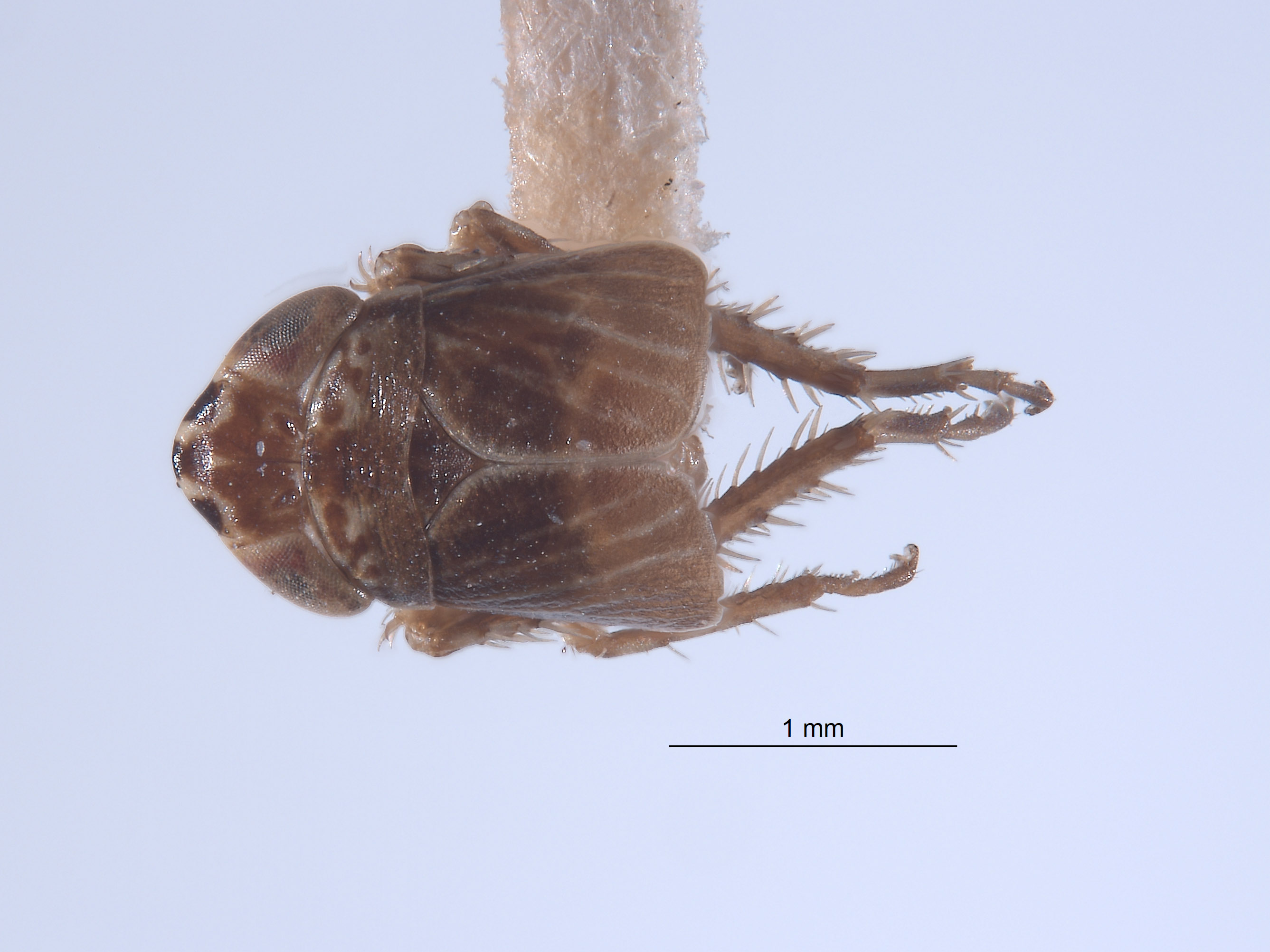 Athysanella ectopa image