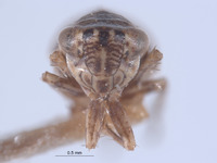 Athysanella ectopa image