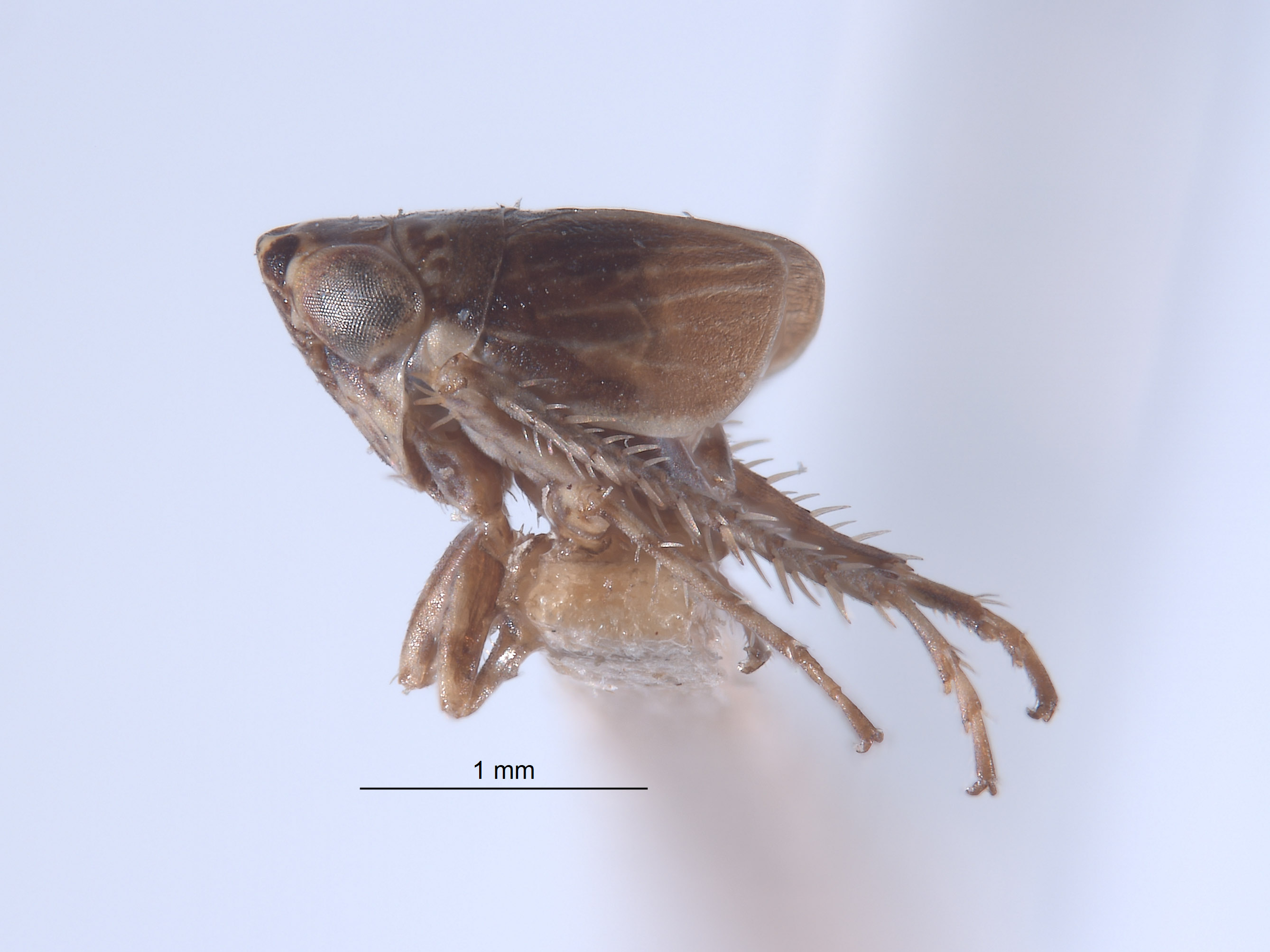 Athysanella ectopa image