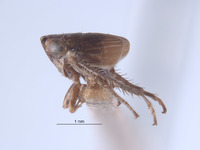 Athysanella ectopa image