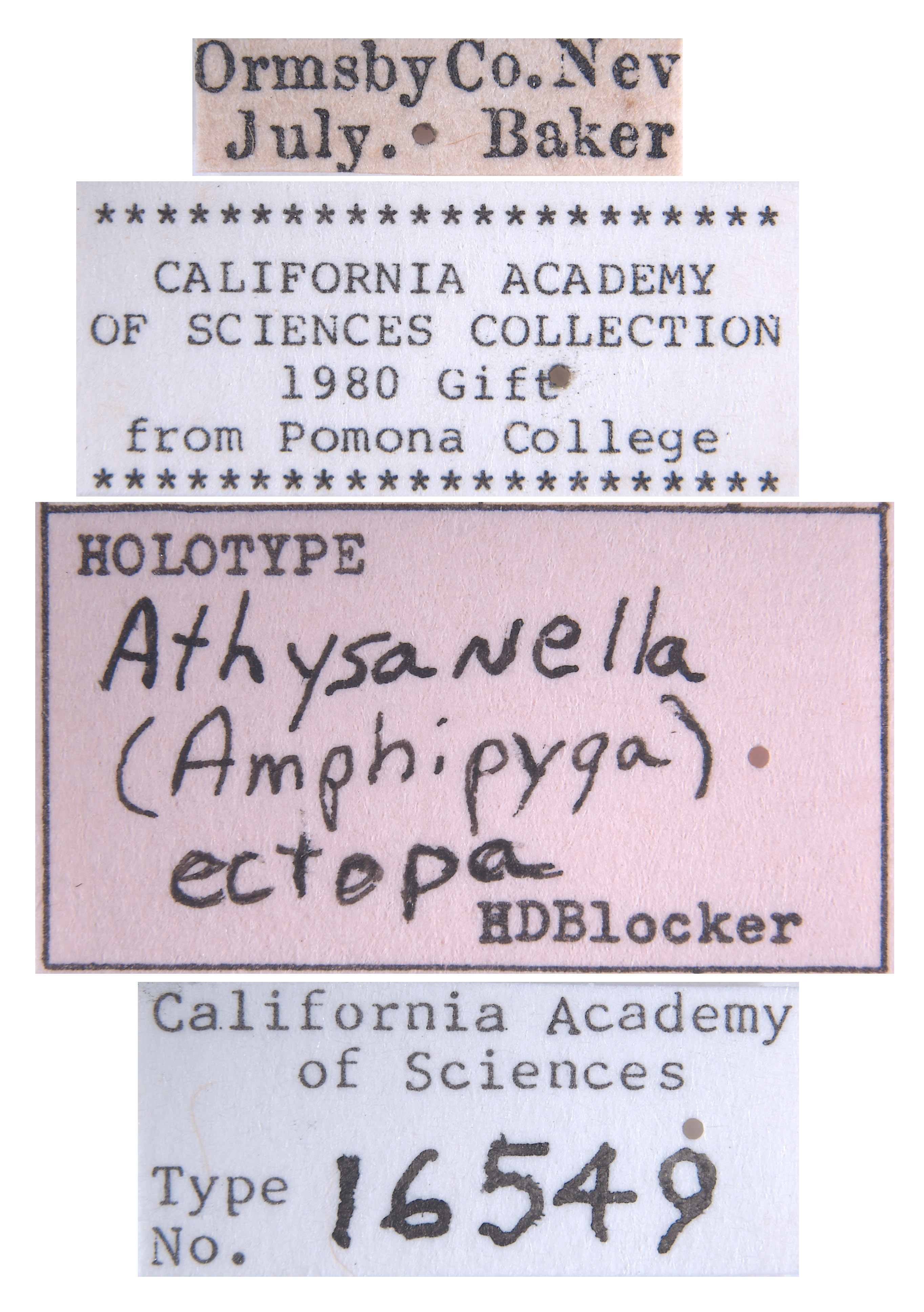 Athysanella ectopa image