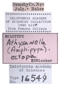 Athysanella ectopa image