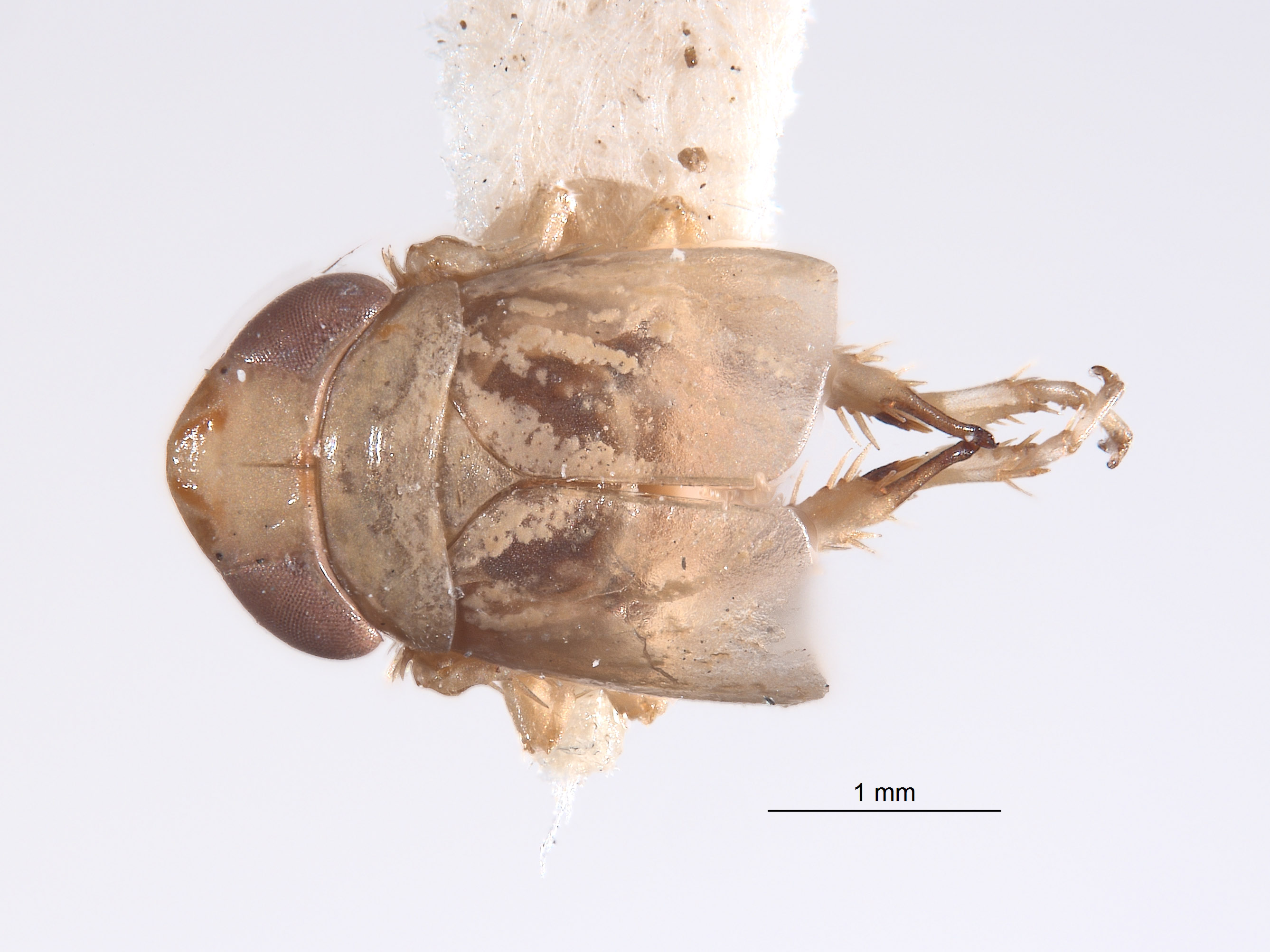 Athysanella krameri image